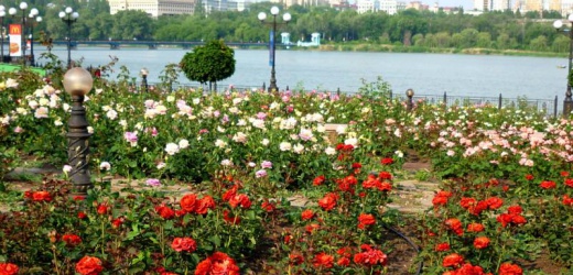 В Донецке к майским праздникам планируют посадить около 50 тысяч роз