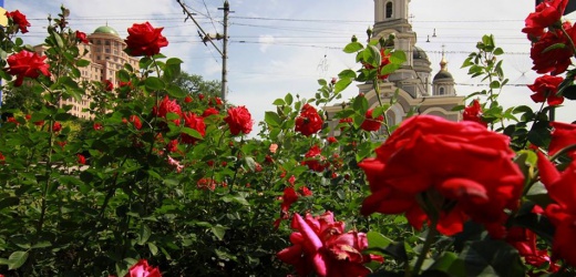 В Донецке в ближайший субботник высадят 500 кустов роз
