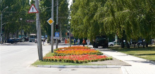 В Макеевке высадили более 50 тысяч цветов