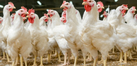 В ДНР планируют увеличить объемы производства мяса птицы