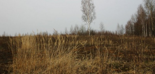 В Ясиноватском районе в поле обнаружили останки человеческого тела