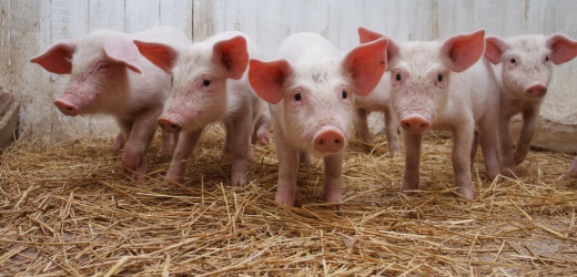 В Краматорске из-за африканской чумы свиней введен карантин