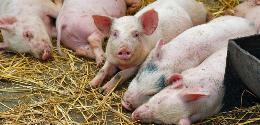 В Славянском районе объявлен карантин из-за африканской чумы свиней