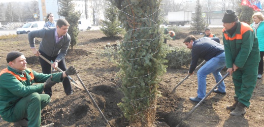 В Донецке возле автостанции «Мотель» высадили ели