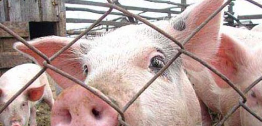 В Донецкой области зафиксирован новый случай африканской чумы свиней