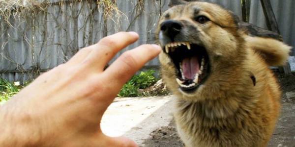 В Славянске стабильно в неделю собаки кусают до 10 человек