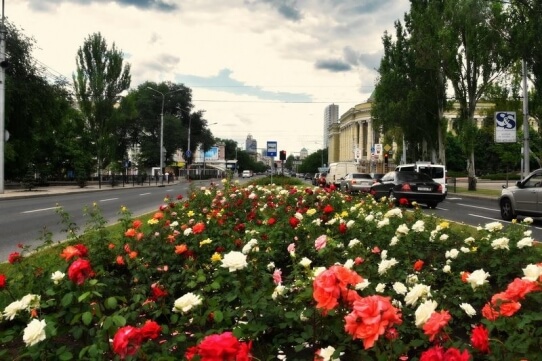 В Донецке запланировано высадить более 8 тысяч кустов роз