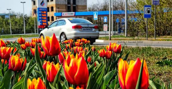 Центральный универмаг и тюльпаны повсюду: В соцсети показали Донецк