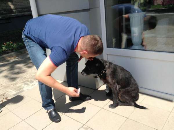 Донецкий Хатико целый год ждет своих хозяев