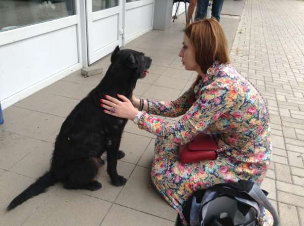 Донецкий Хатико целый год ждет своих хозяев