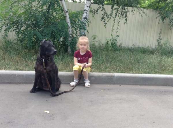 Донецкий Хатико целый год ждет своих хозяев