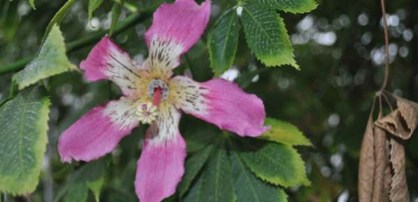 В ботаническом саду Донецка началось цветение сейбы великолепной, которого ученые ждали более 30 лет