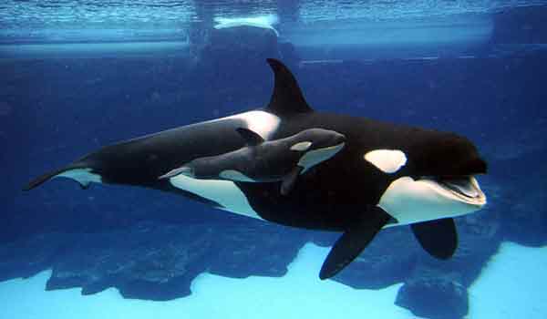 19 февраля 2022 - Всемирный день защиты морских млекопитающих (День кита)