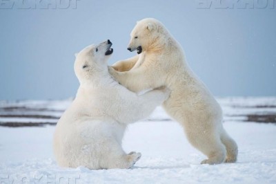 27 февраля 2023 - Международный день полярного медведя