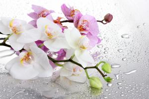 Китай: В Сучжоу начинается выставка орхидей