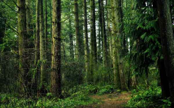 Сегодня: Международный день лесов.