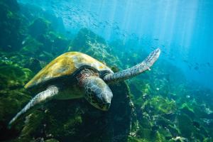Крупнейший в мире морской заповедник создан на Галапагосах