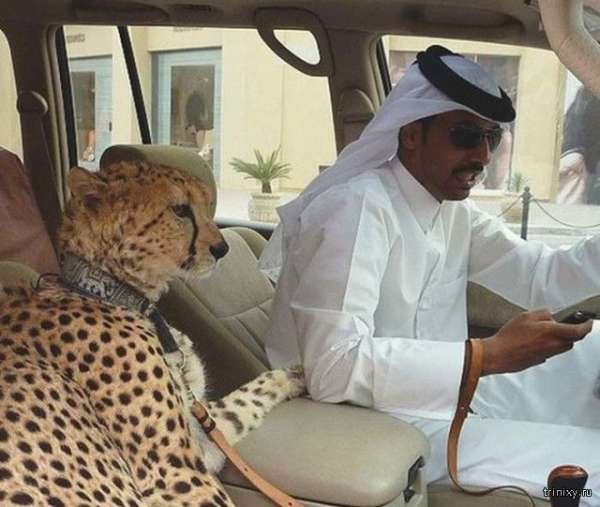 Сумасшедшие фотографии из Дубая (30 фото)