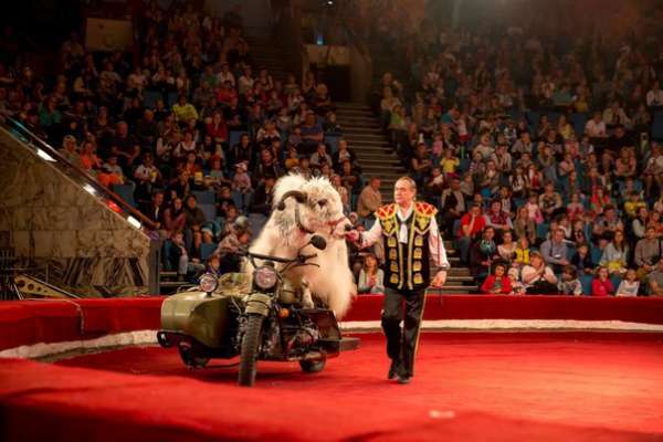 Донецкий цирк «Космос» откроет сезон выступлением российских артистов с экзотическими животными