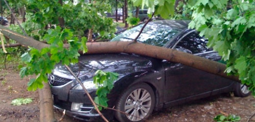 В Макеевке дерево упало на автомобиль