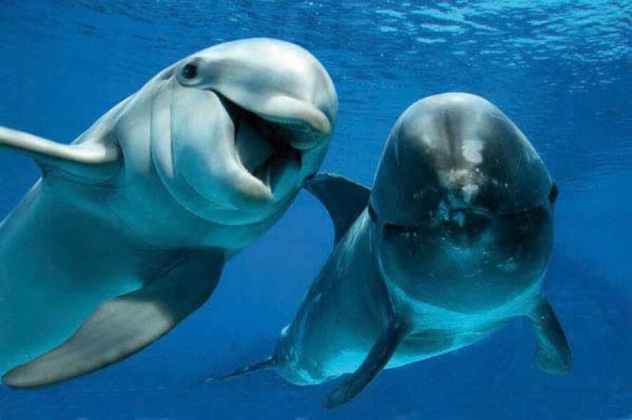Сегодня - Всемирный день китов и дельфинов
