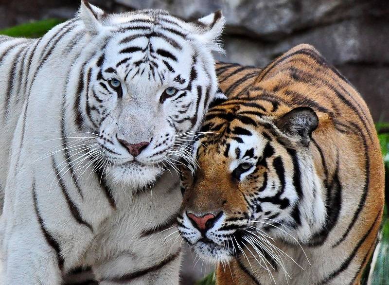 29 июля 2022 - Международный день тигра
