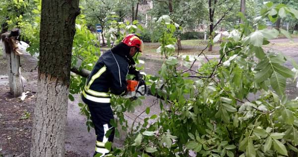 Во время грозы в Мариуполе рухнули около 40 деревьев