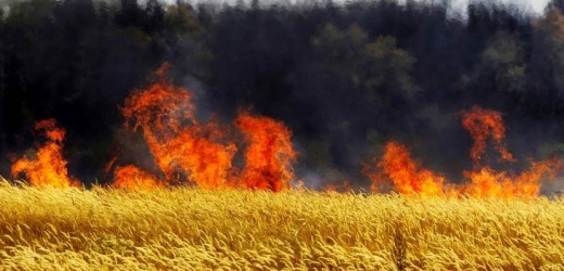 В Мариуполе выгорело два гектара пшеницы
