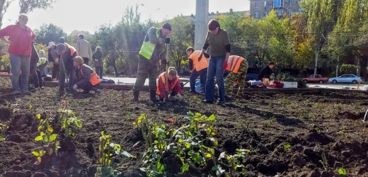 В течение месяца в Донецке высажено более 9 тысяч кустов роз