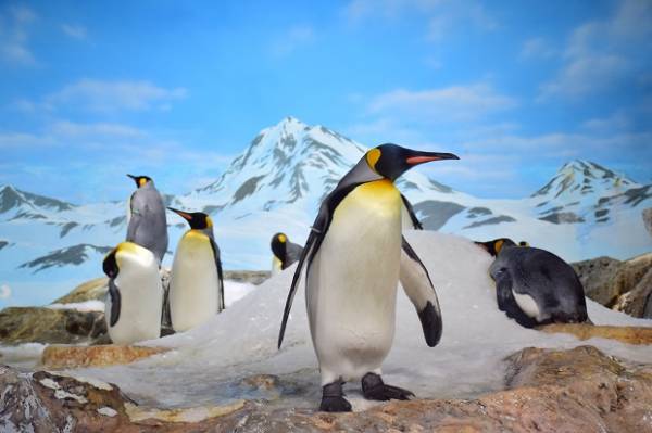 20 января 2018 - День осведомленности о пингвинах