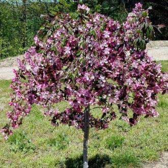 Сайт питомника “Лучший Сад” - самый большой выбор саженцев плодовых деревьев по лояльной цене