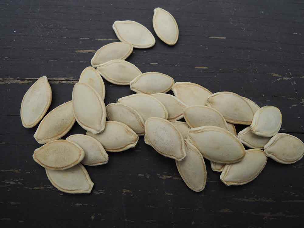 Условия хранения семена кабачков
