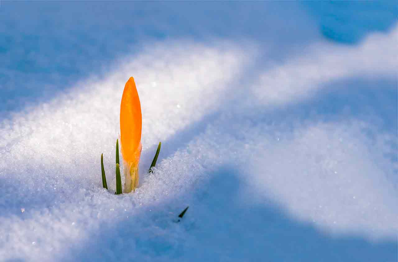 Проверенные способы защиты растений на зиму
