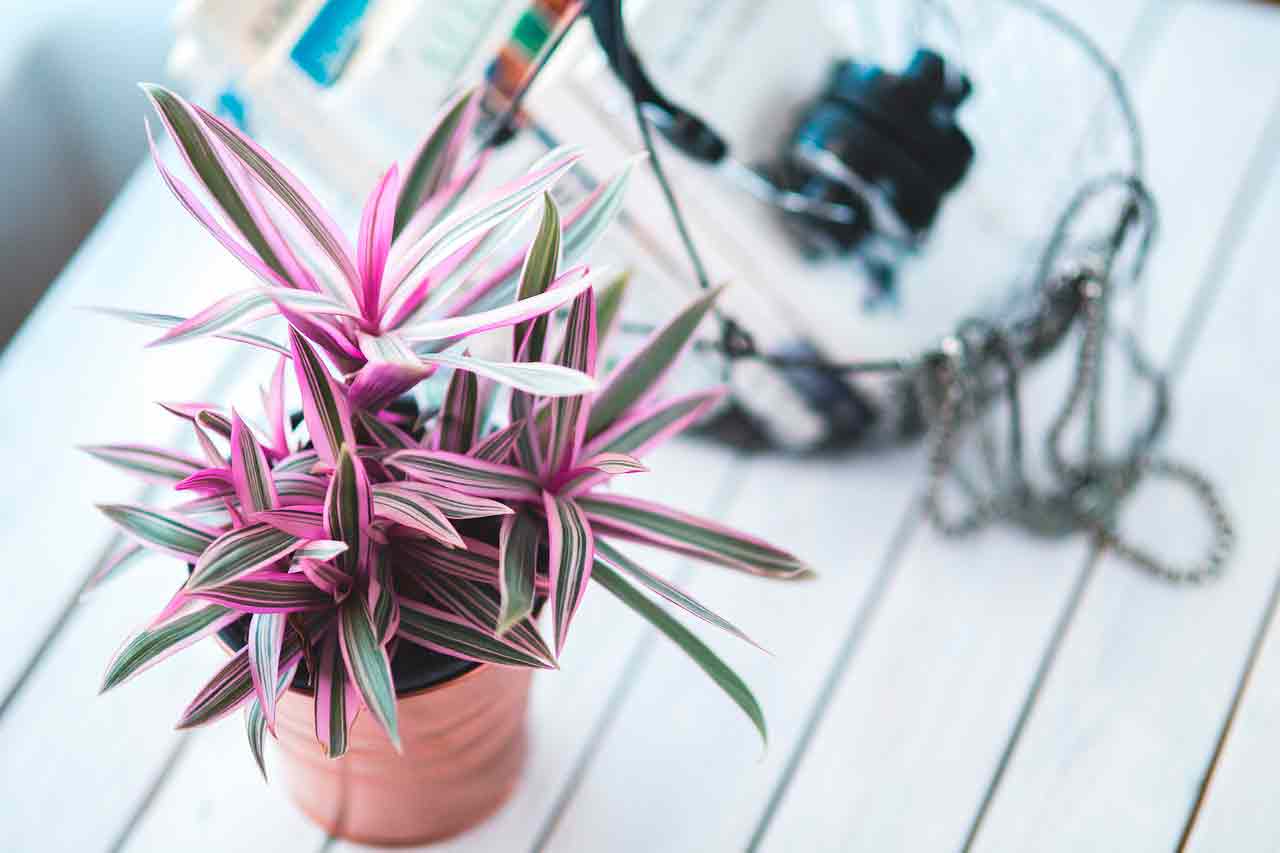 Полив комнатных растений | 6 самых важных правил